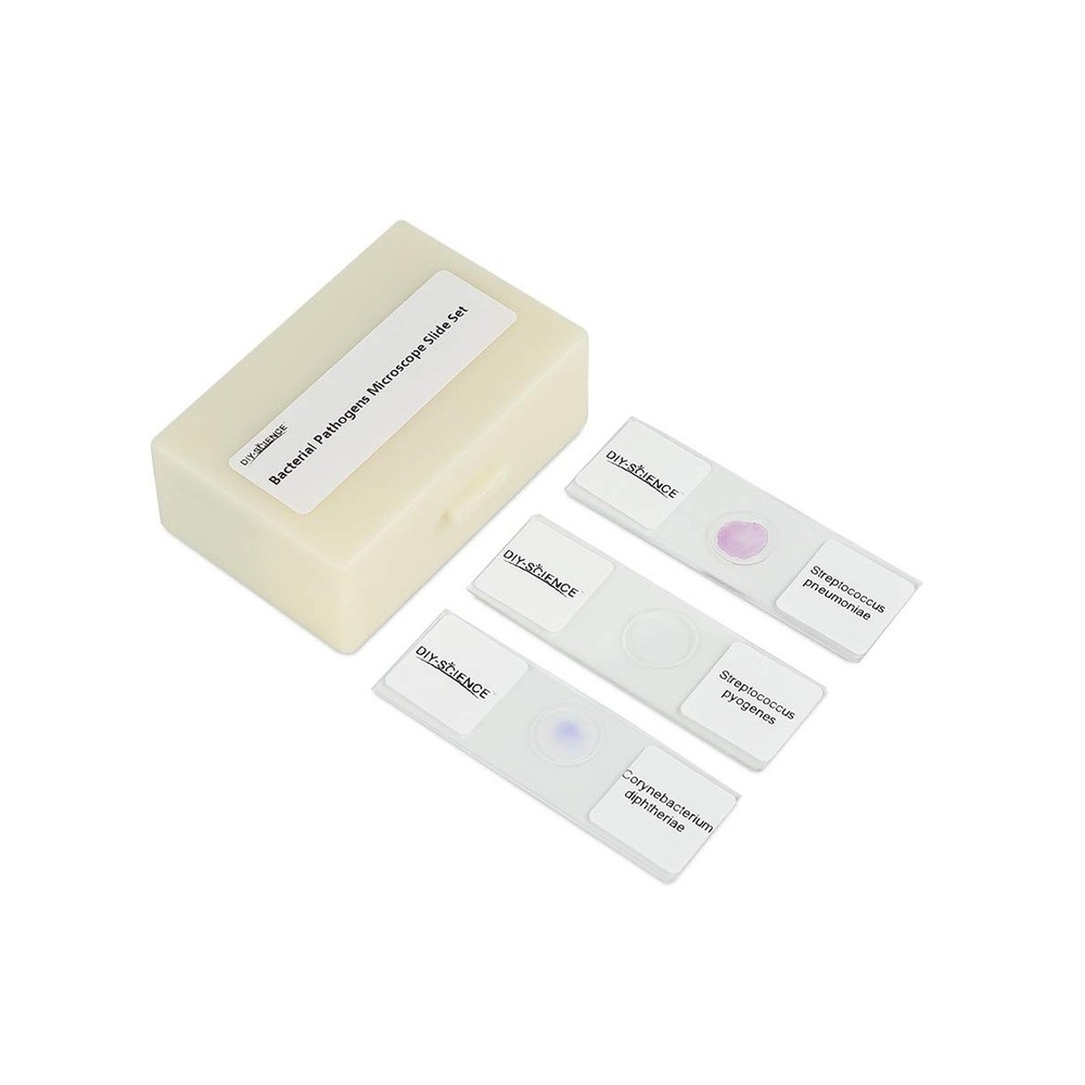 Prepared Bacterial Pathogens Microscope Slide Set, 12pcs Demonstrates The Bac...