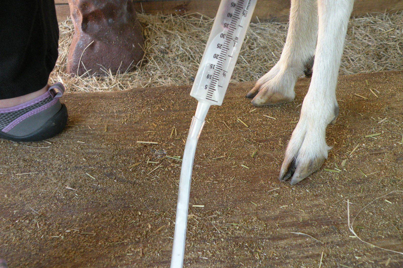 Dansha Farms™ Vacuum Goat and Sheep Milker Hand Milking Machine 1/2 Gal 1 teat