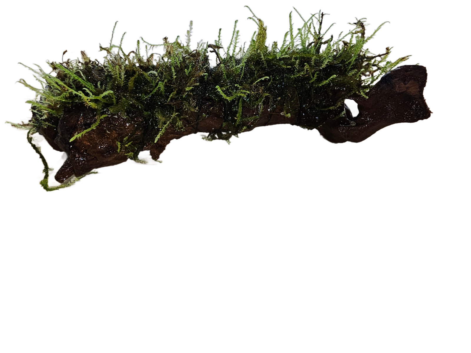 Moss On DriftWood Live Aquarium Plants