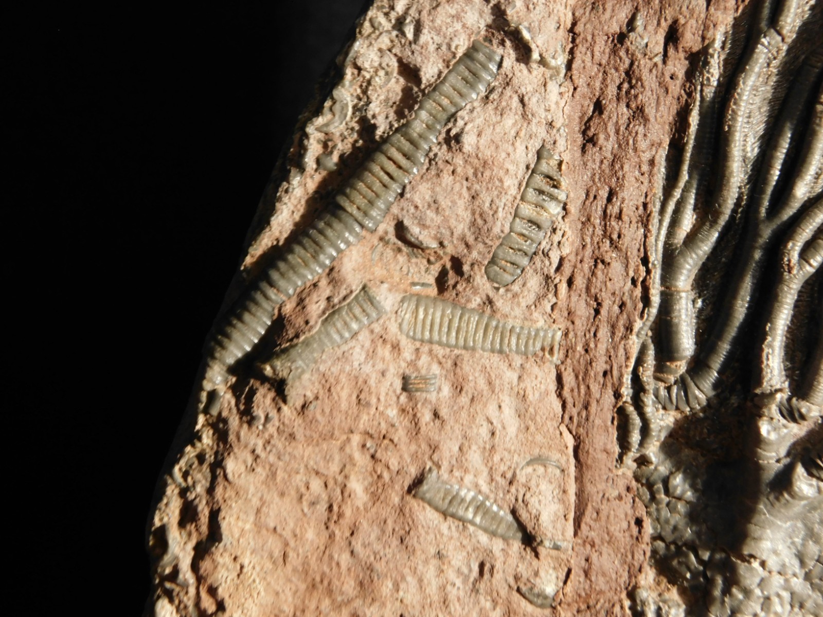 LARGER! 430 Million Year Old! CRINOID Fossil or Sea LILY Fossil Morocco 1133gr