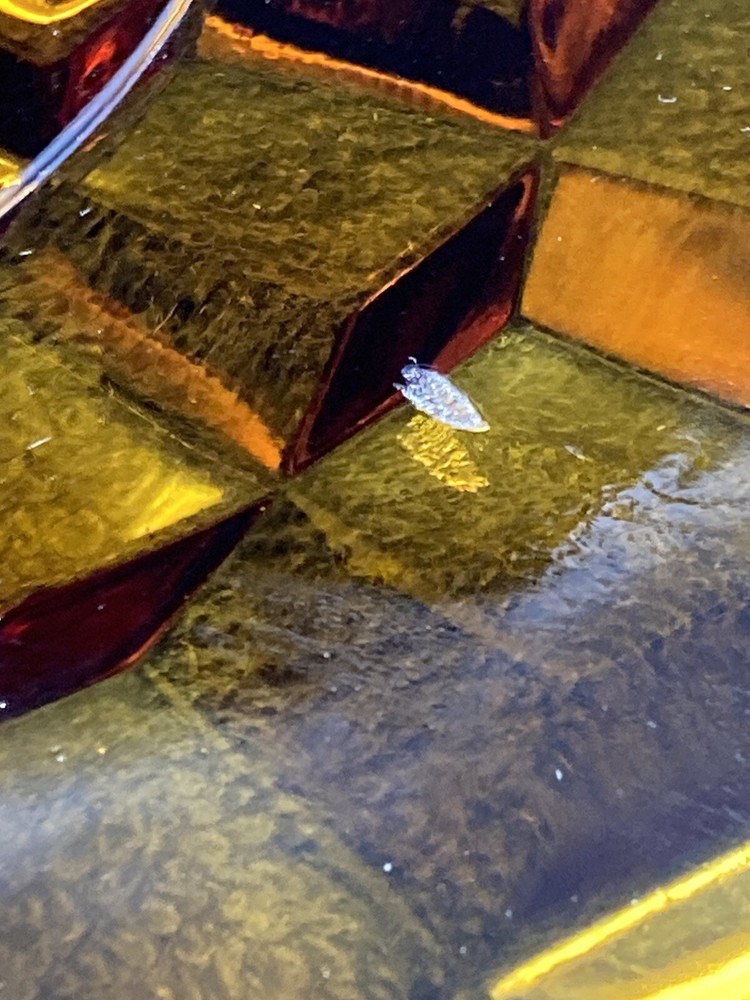 whitehall center handle serving tray