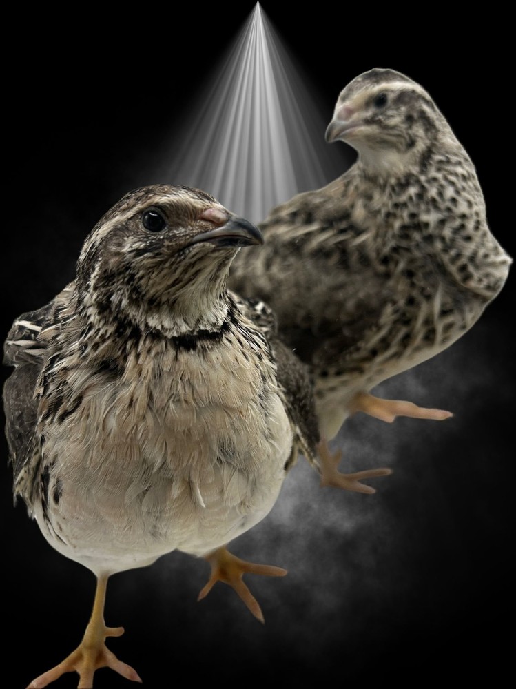 Falb Fee Coturnix Hatching Eggs