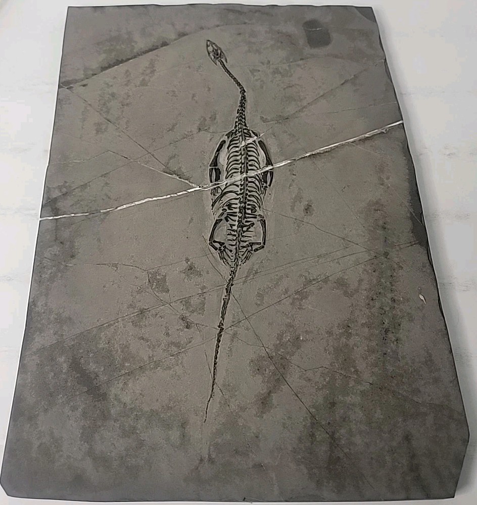 Keichousaurus fossil Specimen.  QQ