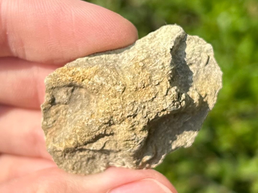 Alabama Fossil Starfish Cast Mississippian Age Bangor Limestone Formation