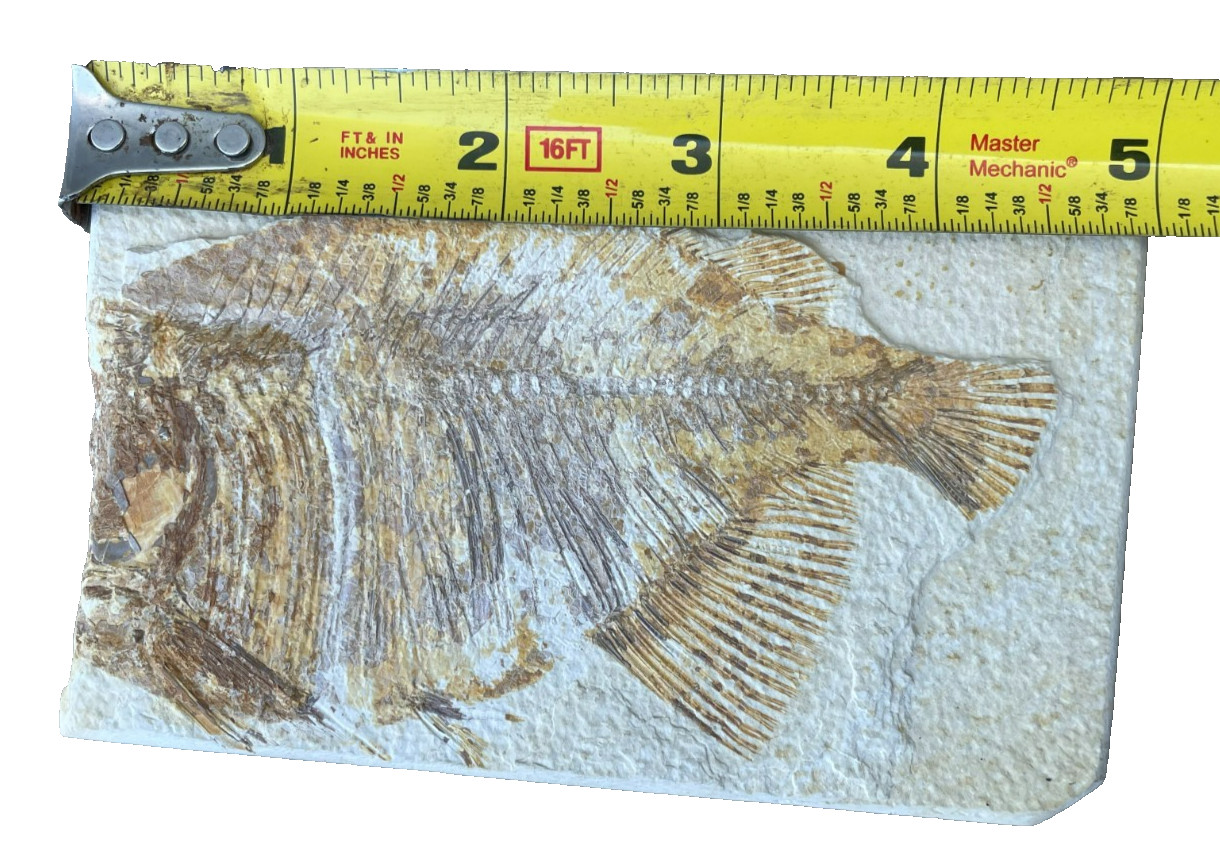 Fossil Fish Plate Natural Formation