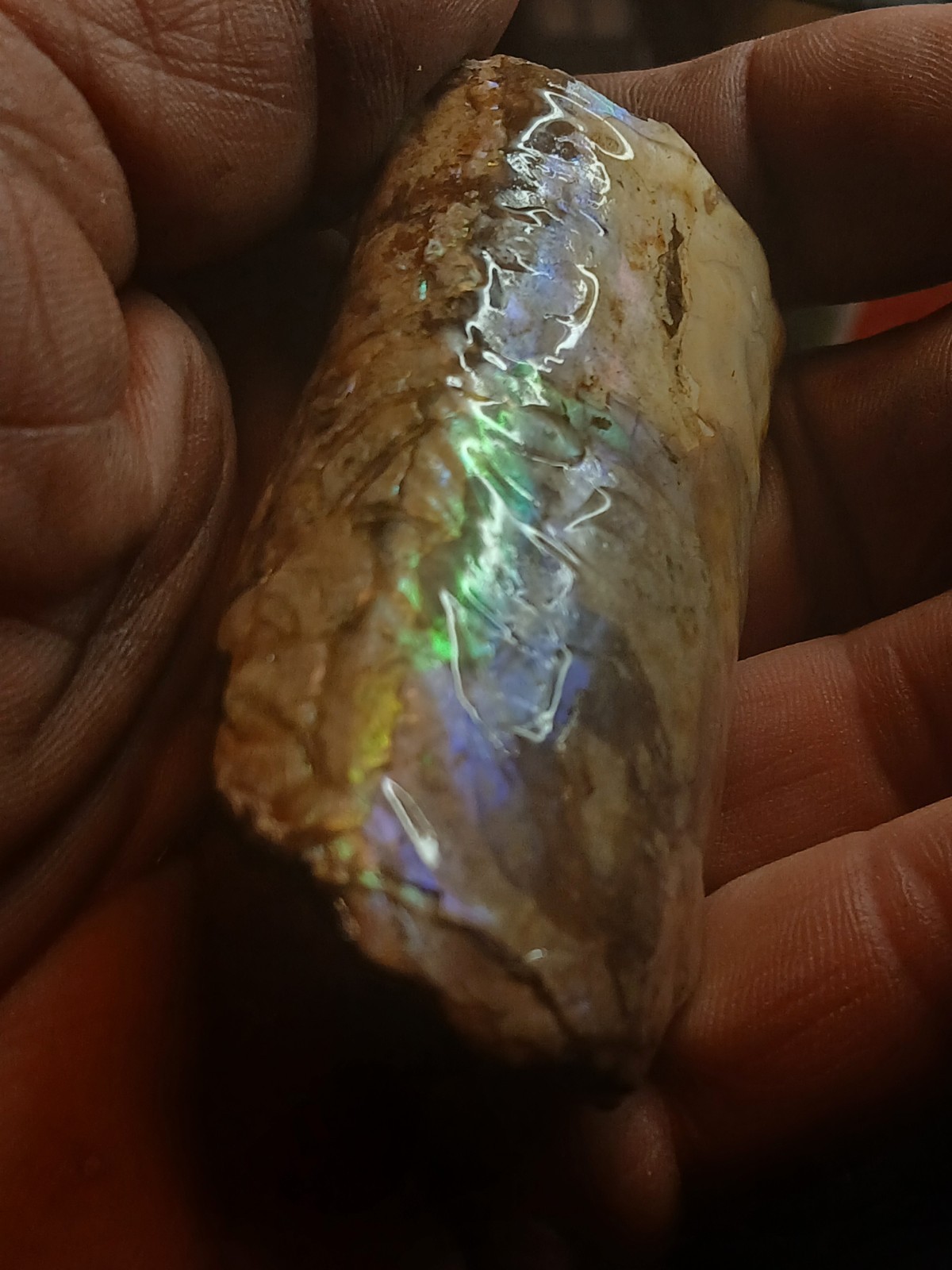 Brilliantly Colored Baculite/Iridescent/Opalized/Ammolite Gemstone