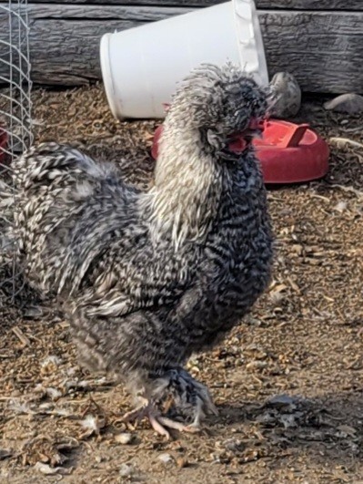 12 plus Silkie Chicken Hatching Eggs