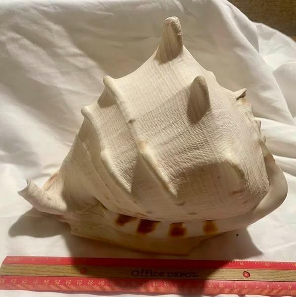 LARGE Sea Shell 11" x 9" -x 7..5"