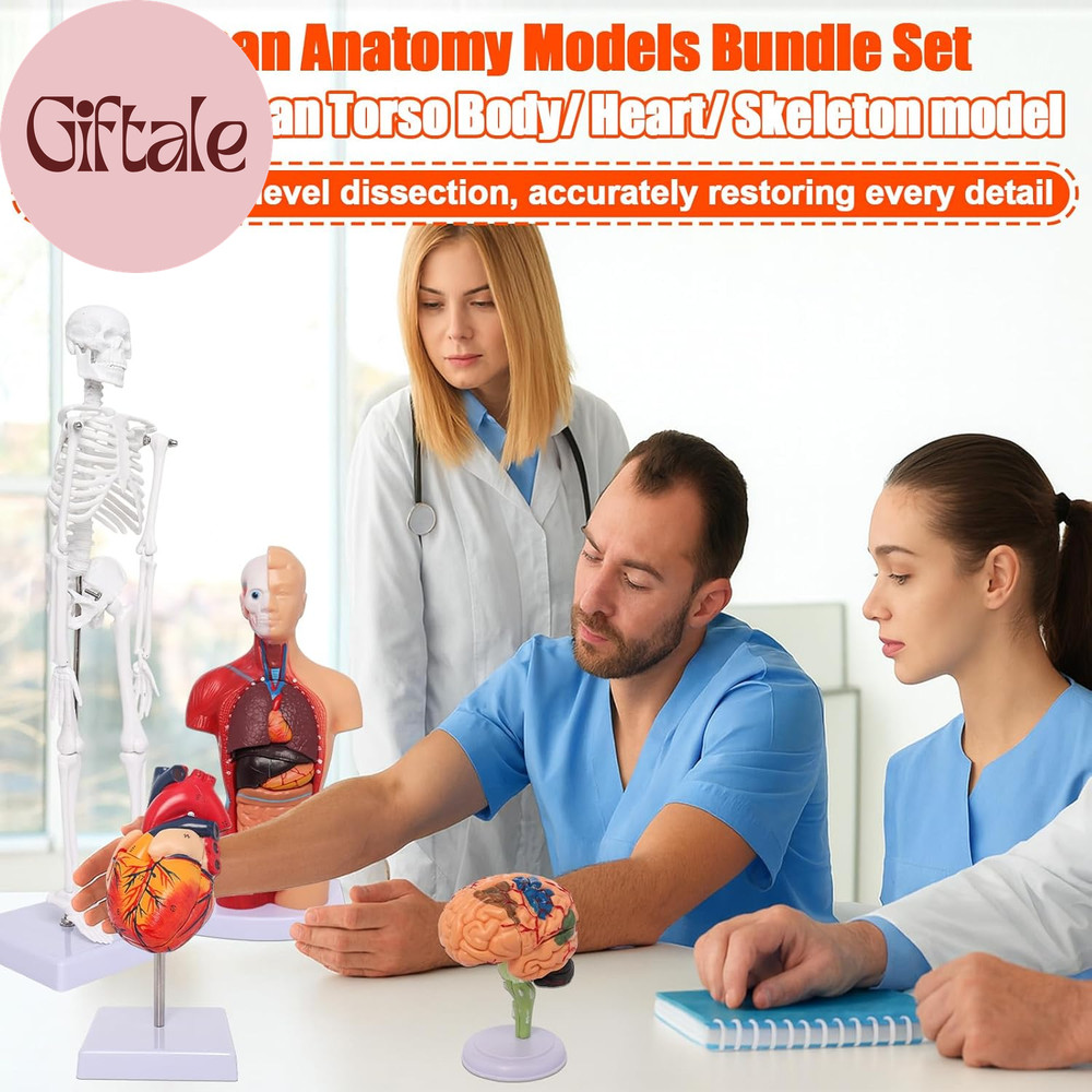 Human Anatomy Models Bundle Set, Brain, Human Torso Body, Heart, Skeleton Model,