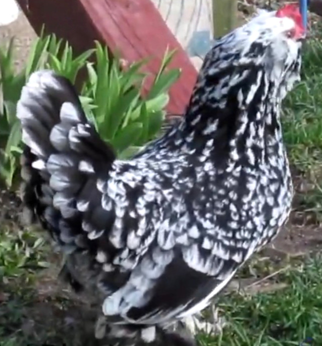6 NPIP/AI BLACK MOTTLED BELGIAN BEARDED D'UCCLE BANTAM HATCHING EGGS