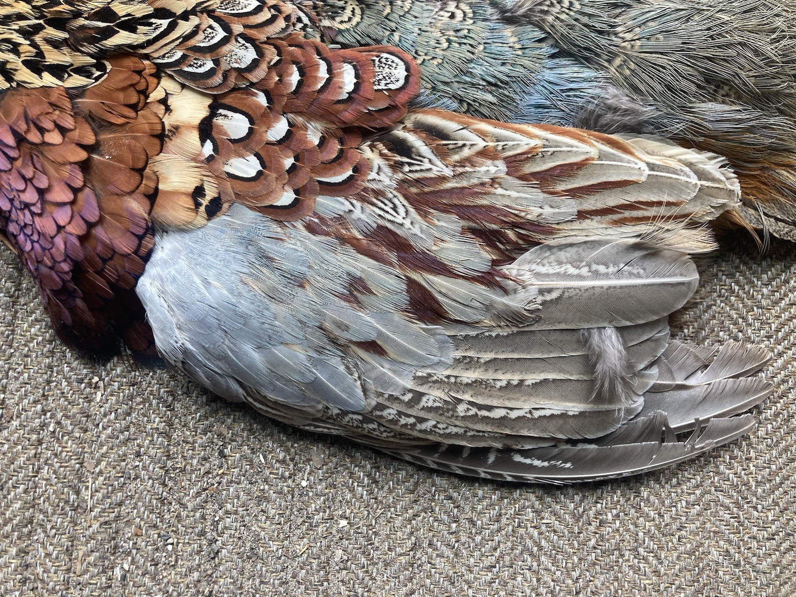 Rooster RINGNECK PHEASANT SKIN 2 Wings Tail Feathers Wall Art Taxidermy Man Cave