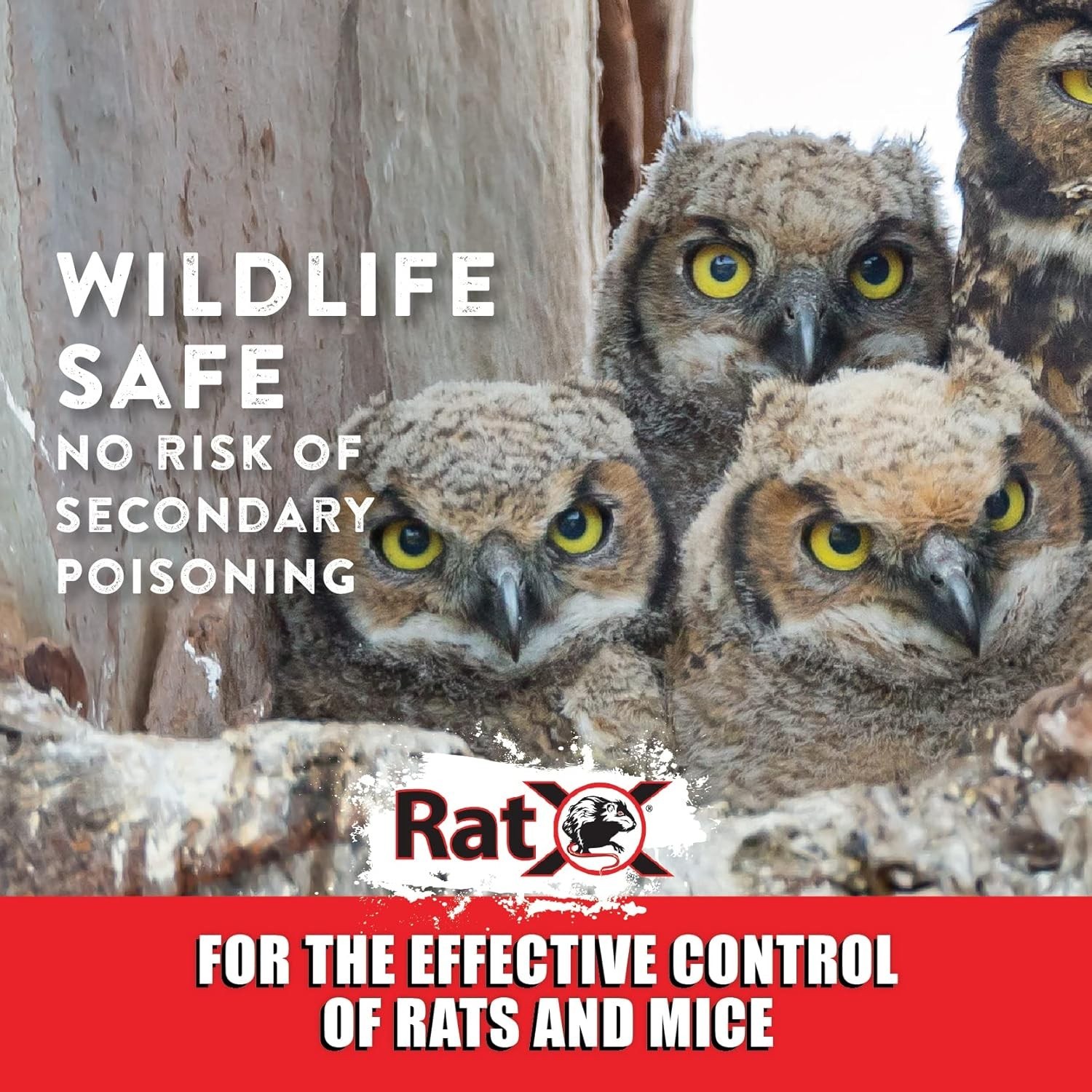 EcoClear Products 620100-6D RatX All-Natural NonToxic Humane Rat and Mice Rodent