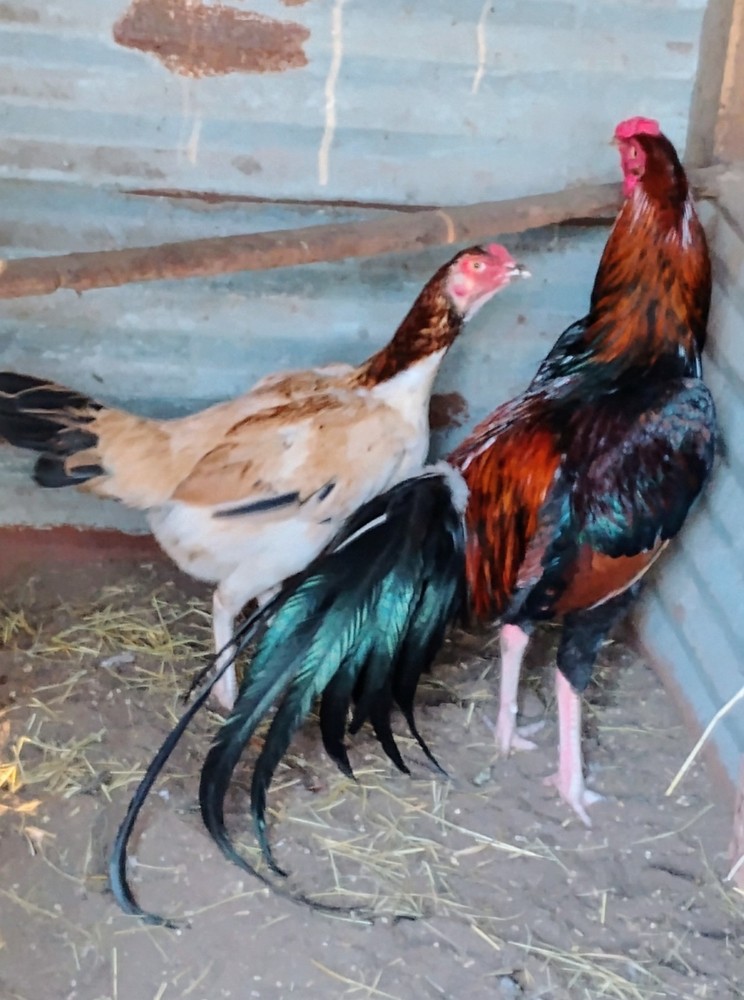 6 Black and Red longtail Chicken hatching eggs L@@K!