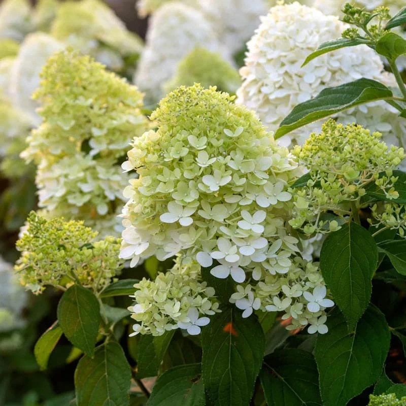 1 Limelight Hydrangea Starter Plug Hydrangea paniculata 'Limelight'