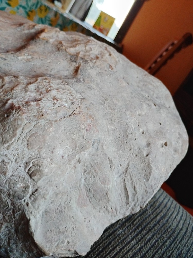 DEFINITELY A DINO BONE... DON'T KNOW WHICH ONE YET.. PLEASE HELP ME IDENTIFY IT.