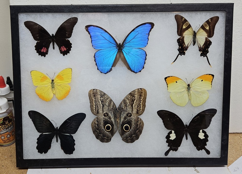 Real framed Butterfly collection #10
