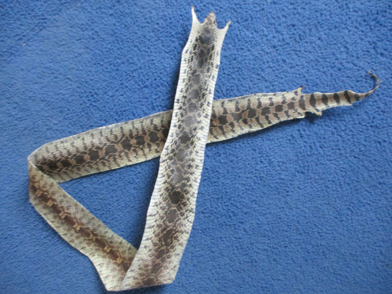 BULL snake skin snake hide DRY tanned bow wrap blanks snake art NICE 47 IN. X5