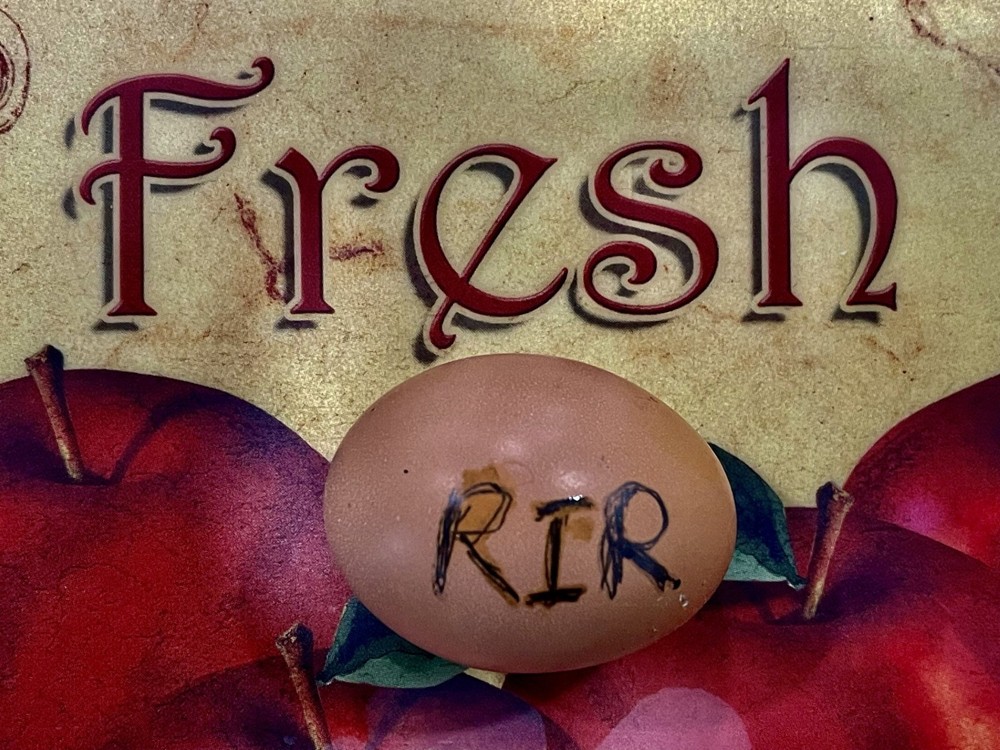 RHODE ISLAND RED 100% PURE TYPE ( 6 ) HATCHING EGGS