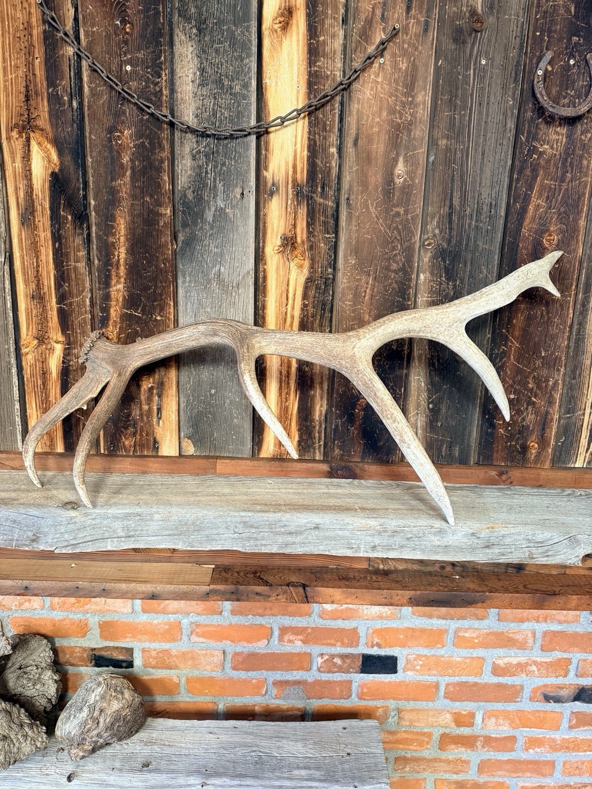 7pt Elk Shed ~ Elk Antler ~ Decor