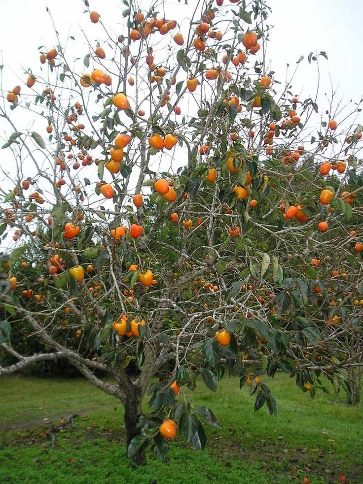 2 Diospyros Virginiana Native Persimmon Fruit Tree Bare-root