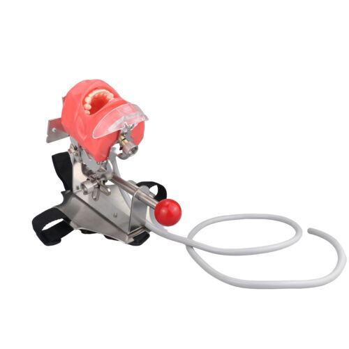 US Dental Simulator Mannequin Head Teeth Model Bench-Mounted for Dental Training