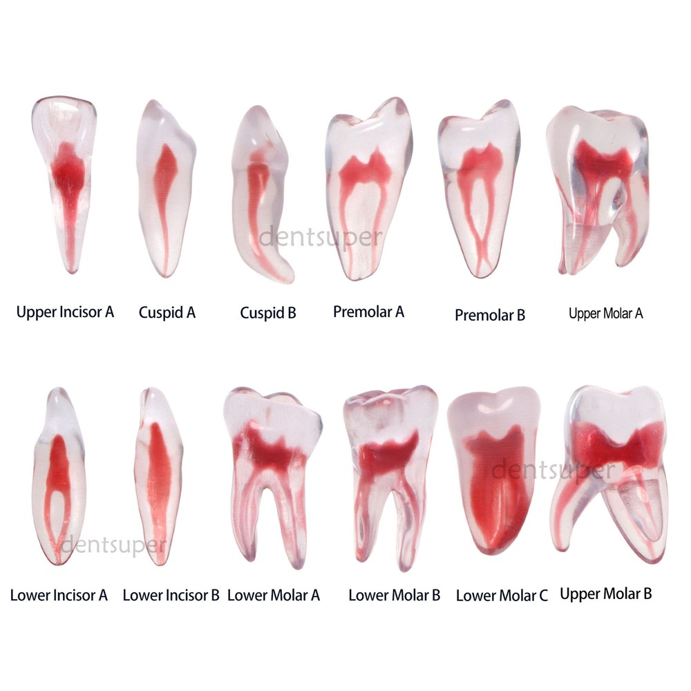 Dental Resin Study Endo Root Canal Teeth Model Practice Block RCT Pulp Cavity