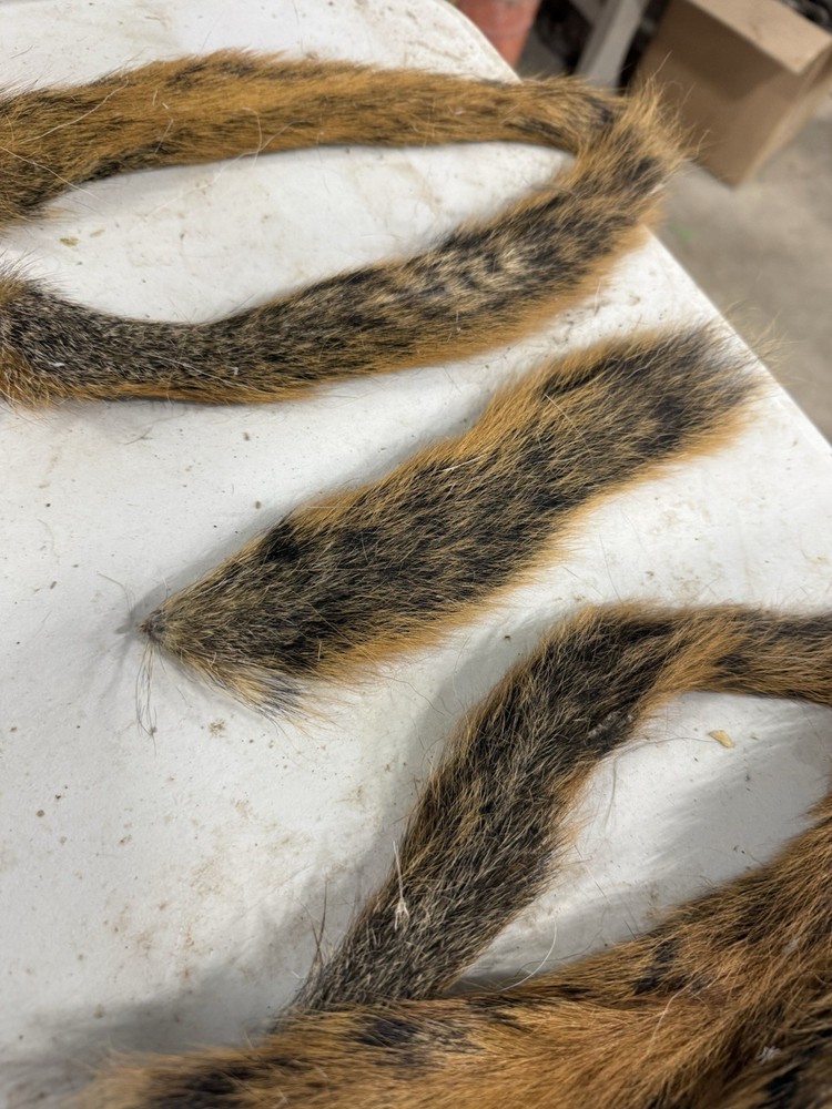 Red Squirrel Tails. Fly Tying.