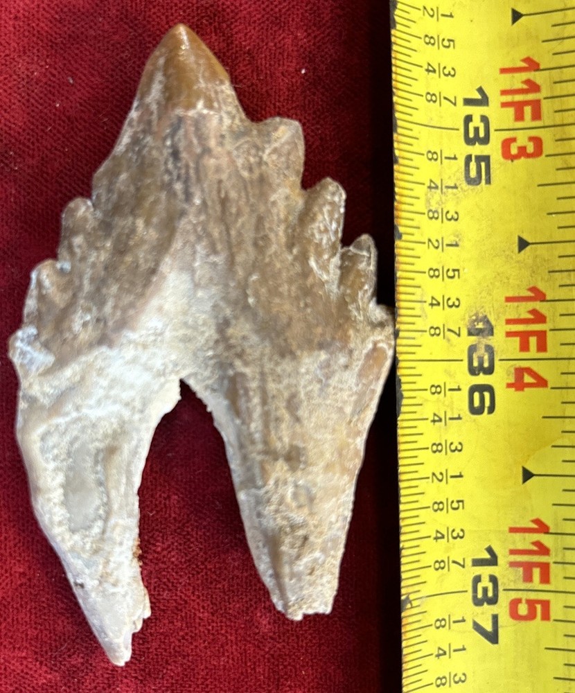 2 5/8” Basilosaurus Tooth 40-34 Mil Yrs Old Late Eocene