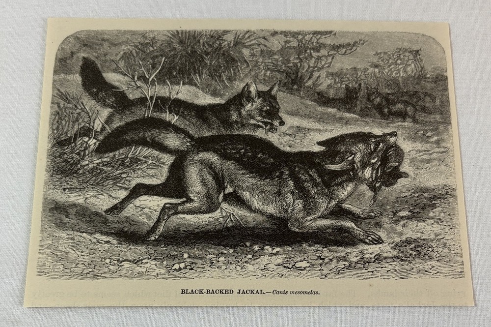 1885 book engraving ~ BLACK-BACKED JACKAL