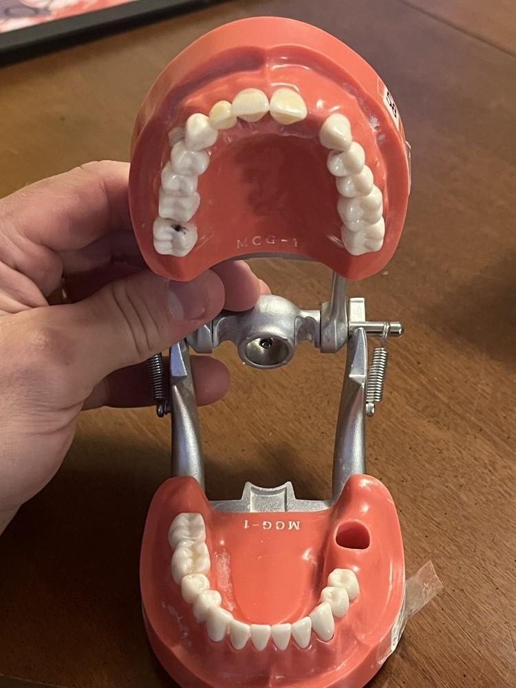 Kilgore Mcg 1 Fixed Dentoform x2