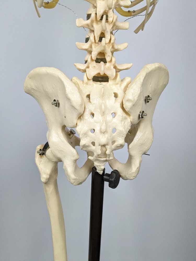 Somso Human Skeleton Anatomical Model with Rolling Stand Base