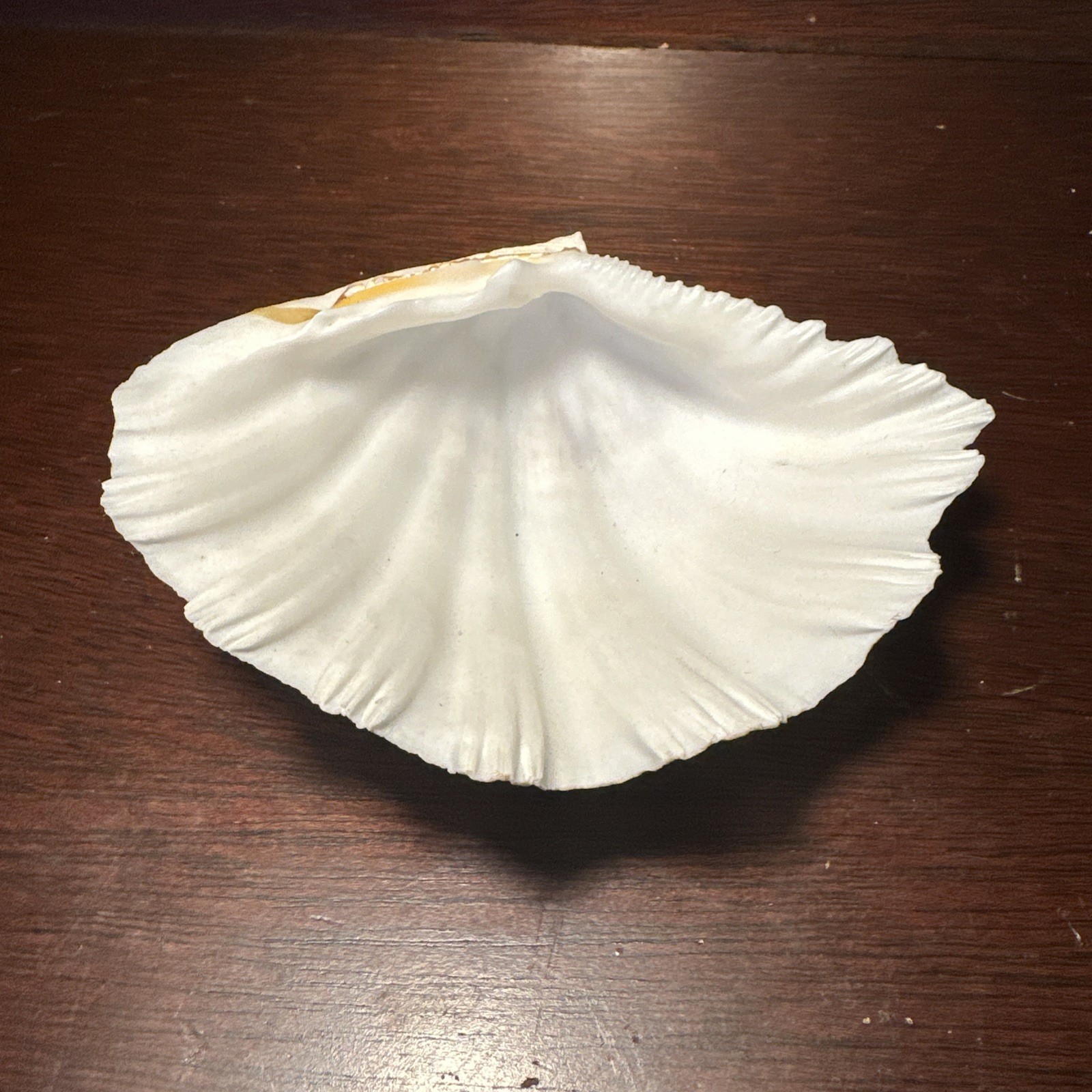 Large  Decorative White Fluted Clam Shell 7 X 5.5 x 2