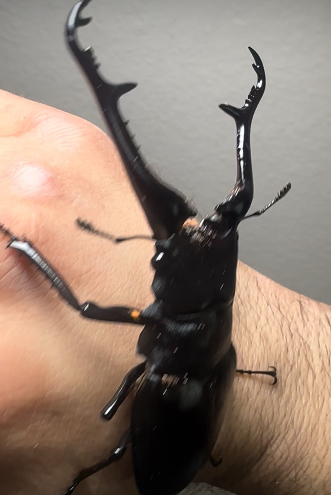 OAK STAG GRADE FLAKE SOIL WITH ADDITIVES PROTEIN DORCUS LAMPRIMA 1 GALLON