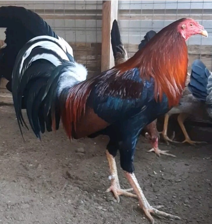 12 Chicken Hatching Eggs