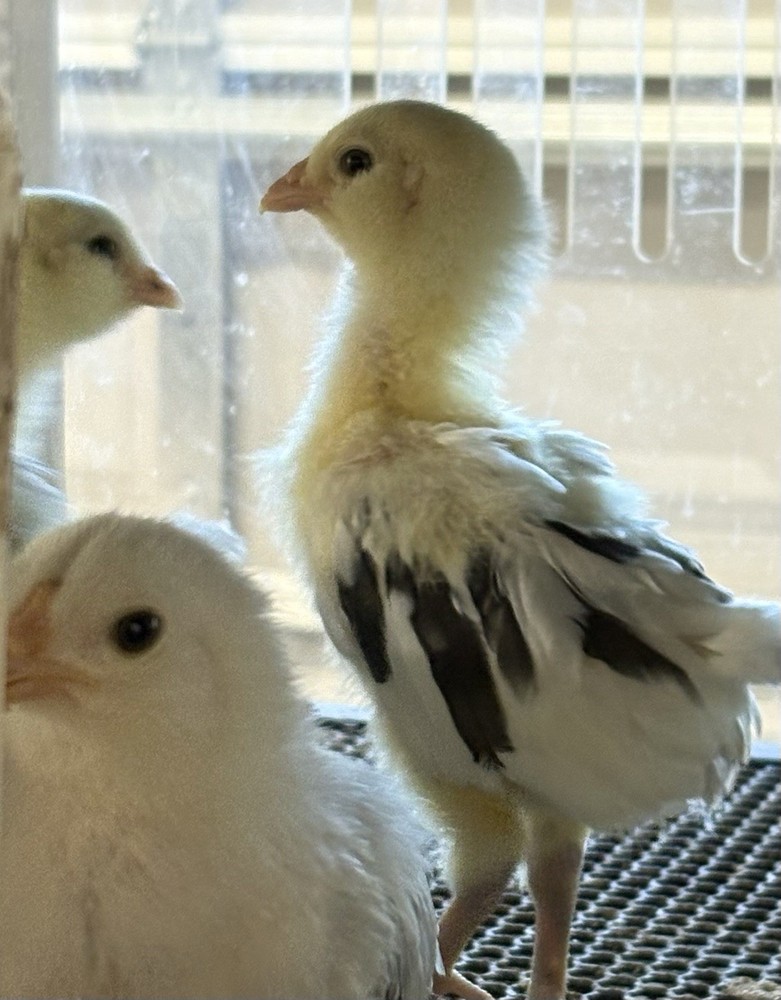 8 Ermine Ameracauna Hatching Eggs