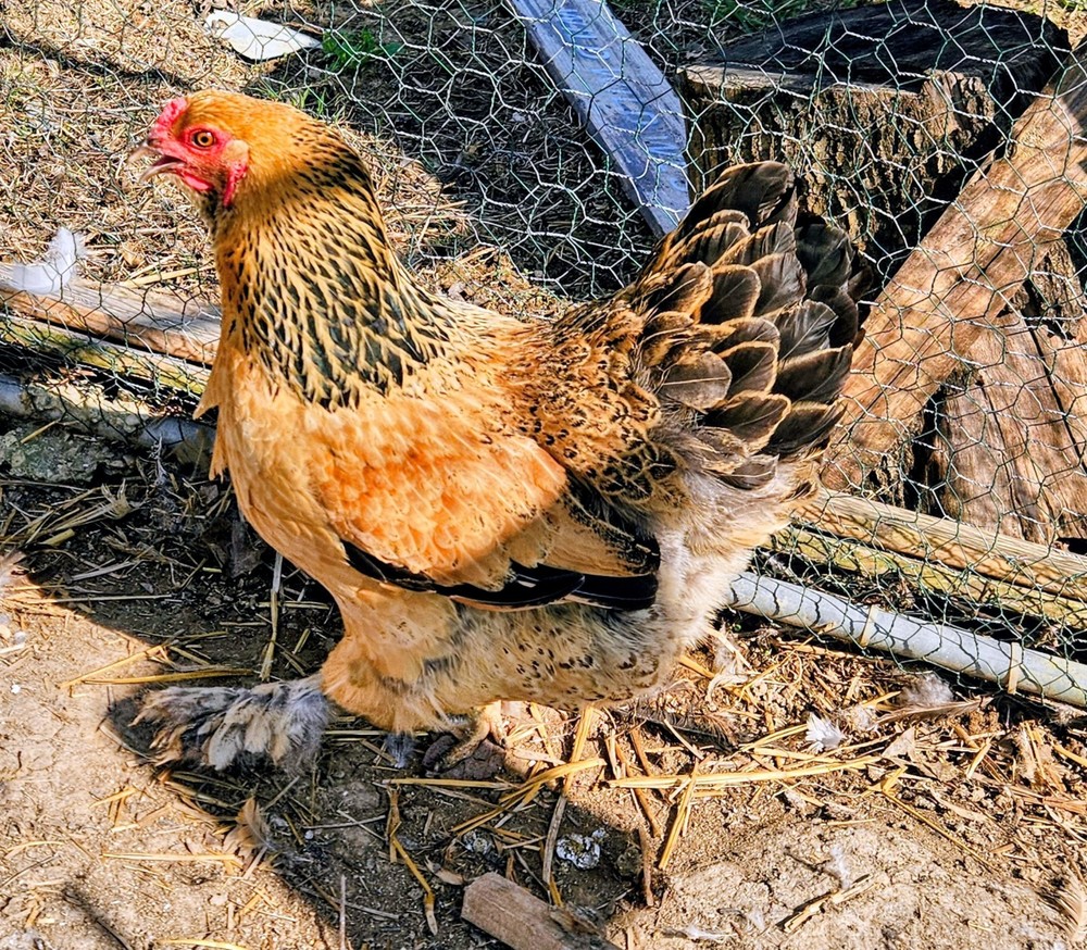 Hatching Eggs Buff Brahma 5+