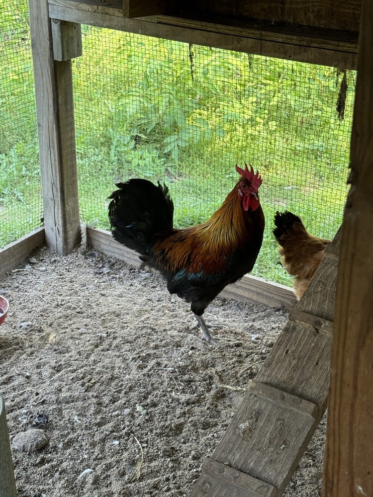 8 Shetland Hen Hatching Eggs🏅🏅Very Rare🏅🏅