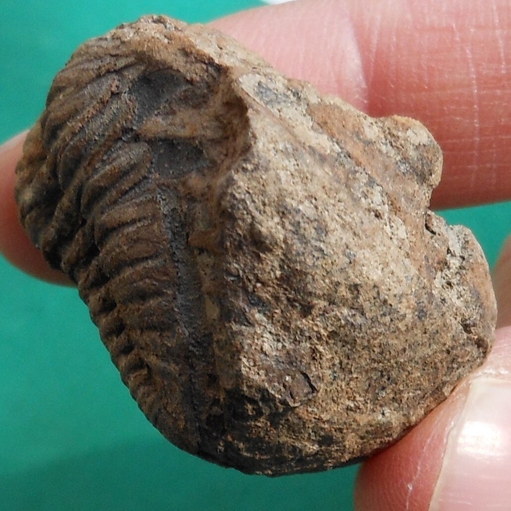 Trilobite, Eldredgeia eocryphaeus: Bolivia devonian trilobite fossil