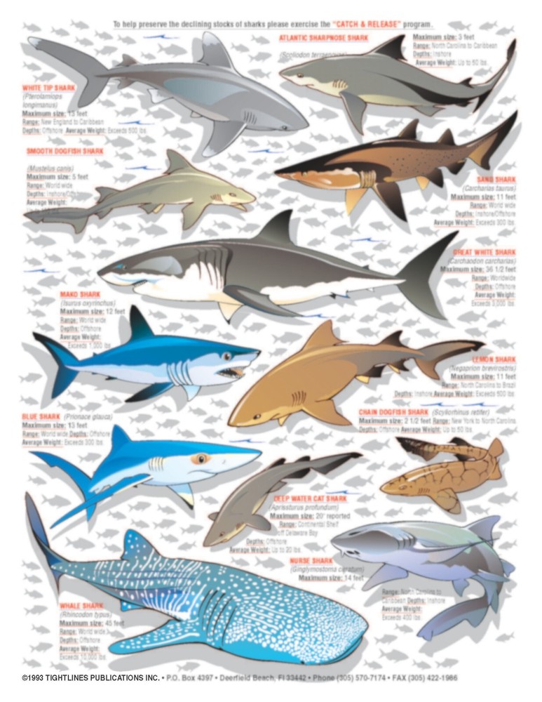 Sharks Fish Identification #1 -- Waterproof Quick Reference Guide