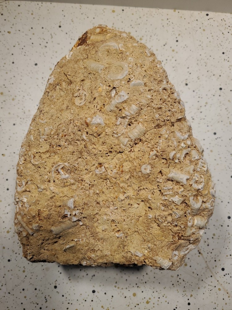 About 11 pound 14 oz Triangular Densely Packed Fossilized Shells Rock thatStands