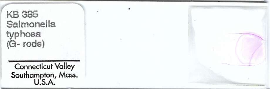 Salmonella typhosa Microscope Slide