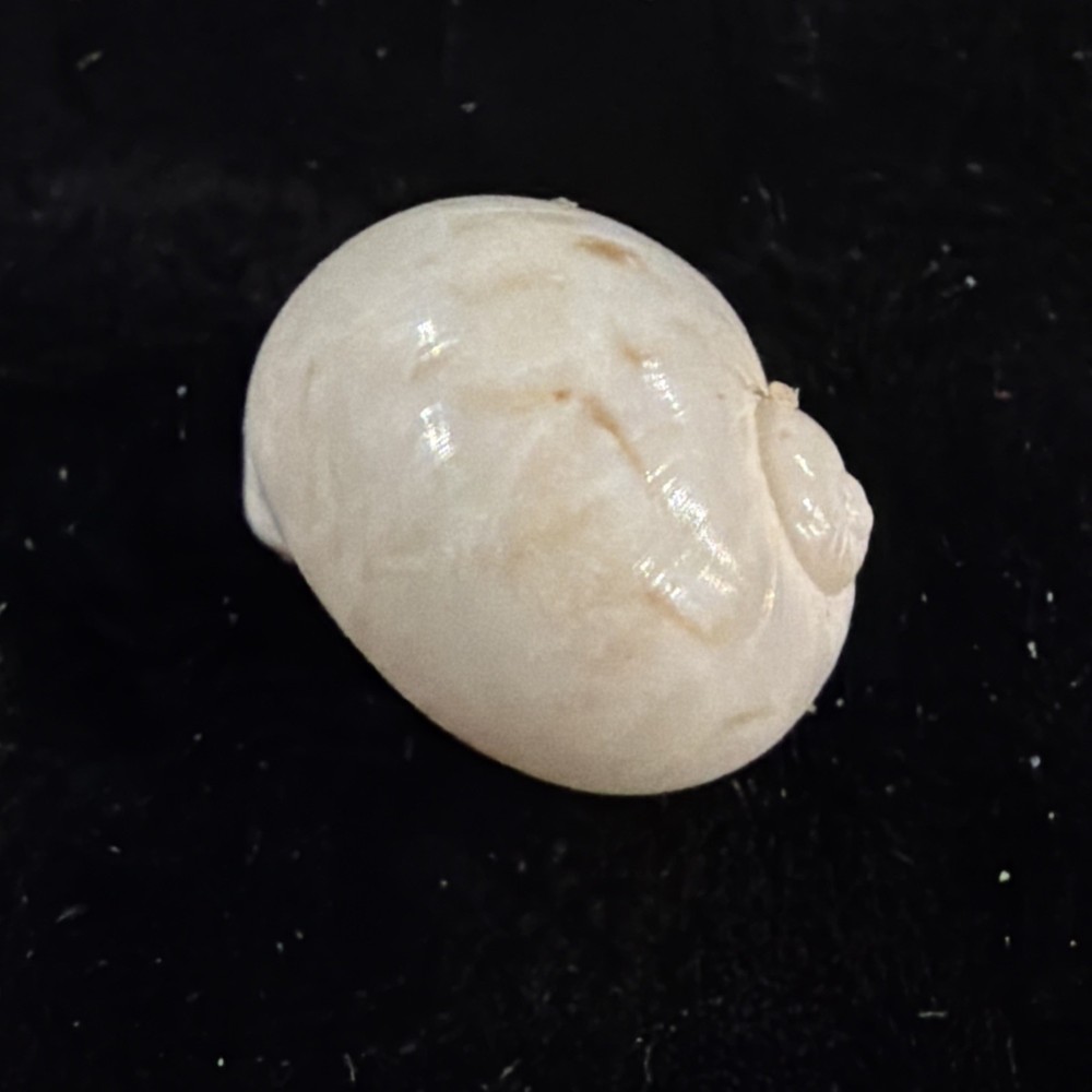 Natica Canrena Shell 25mm Florida (A695)