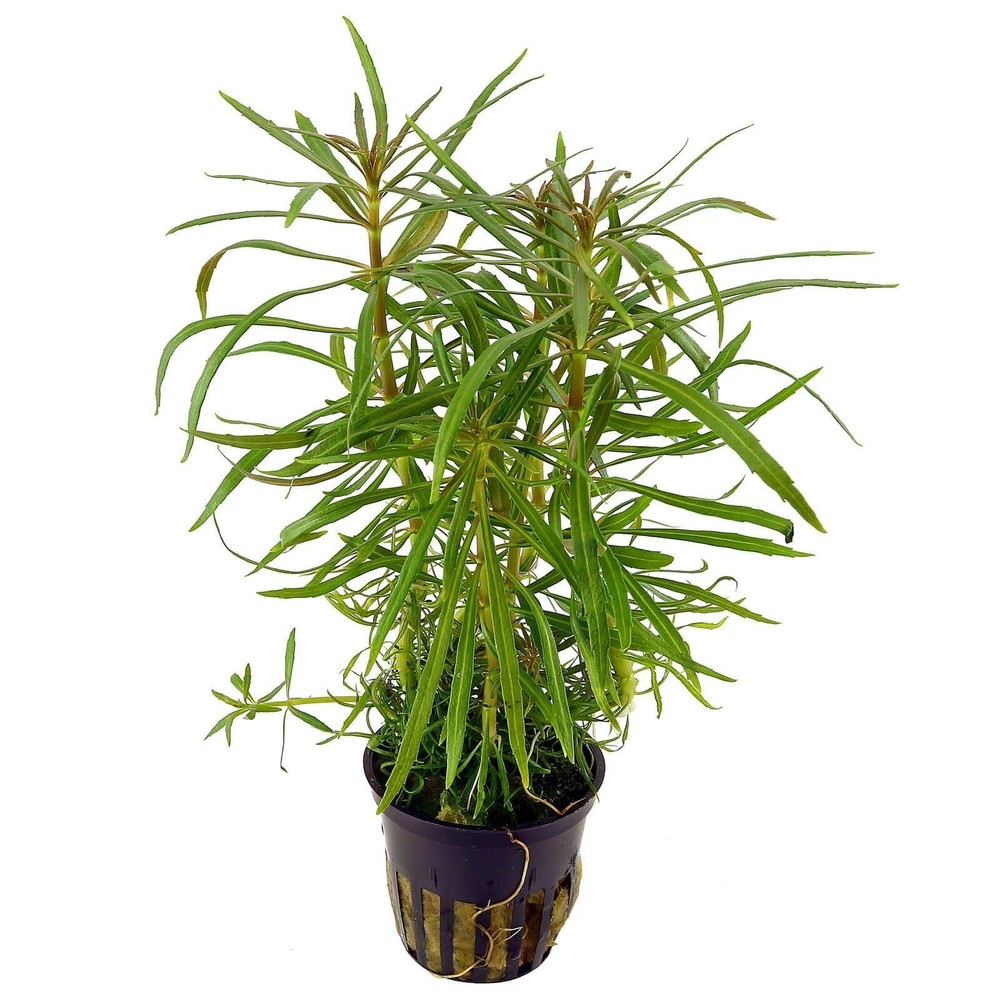 Stellatus Broadleaf (in 2" Pot)