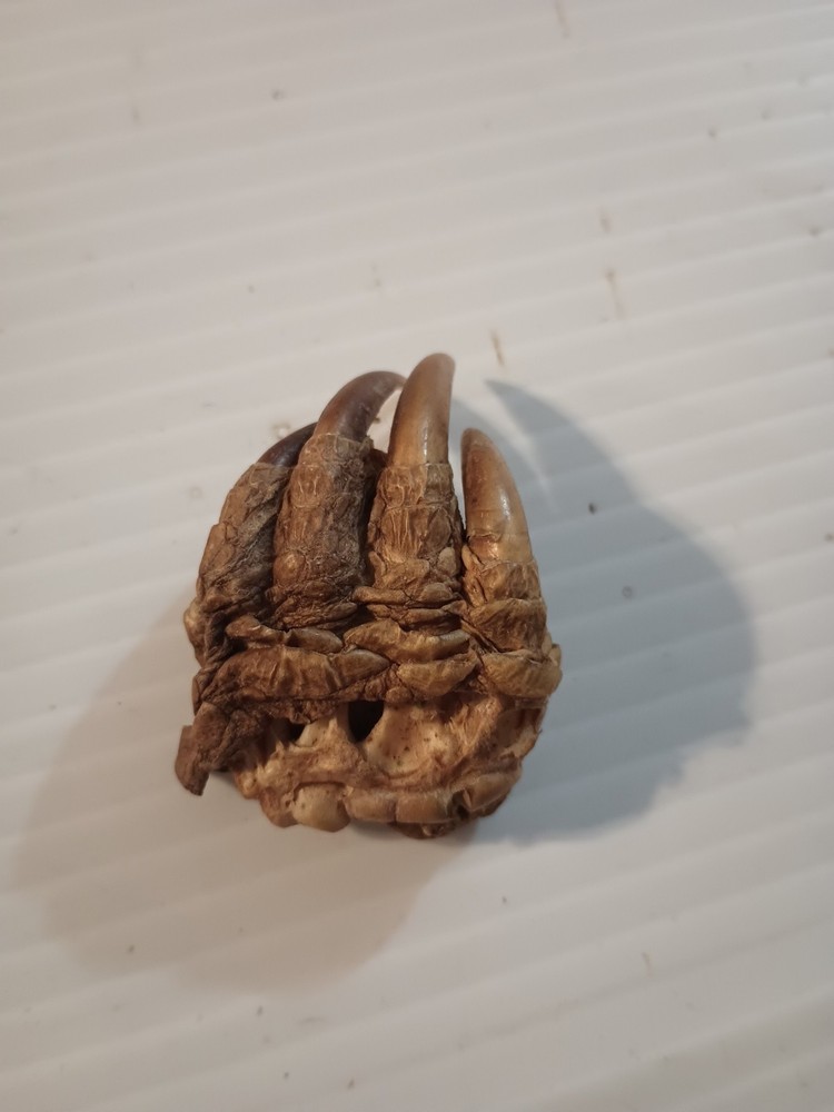 Snapping Turtle Claw Foot