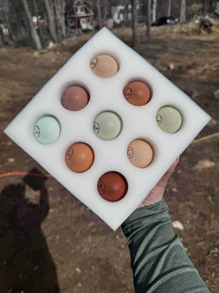 6+ Organically Raised Fertile Easter Egger Chicken Hatching Eggs