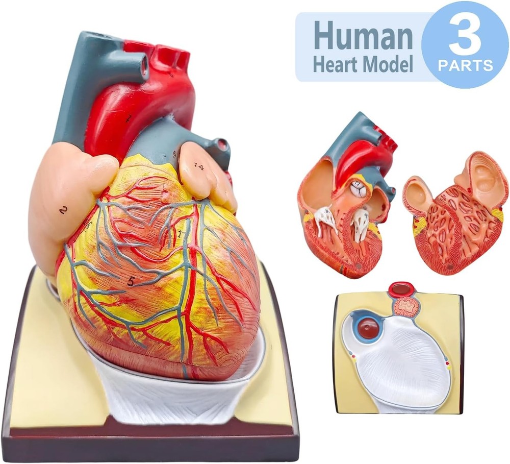 4-Piece Human Anatomy Model Set – Includes Human Torso, Skeleton, Heart