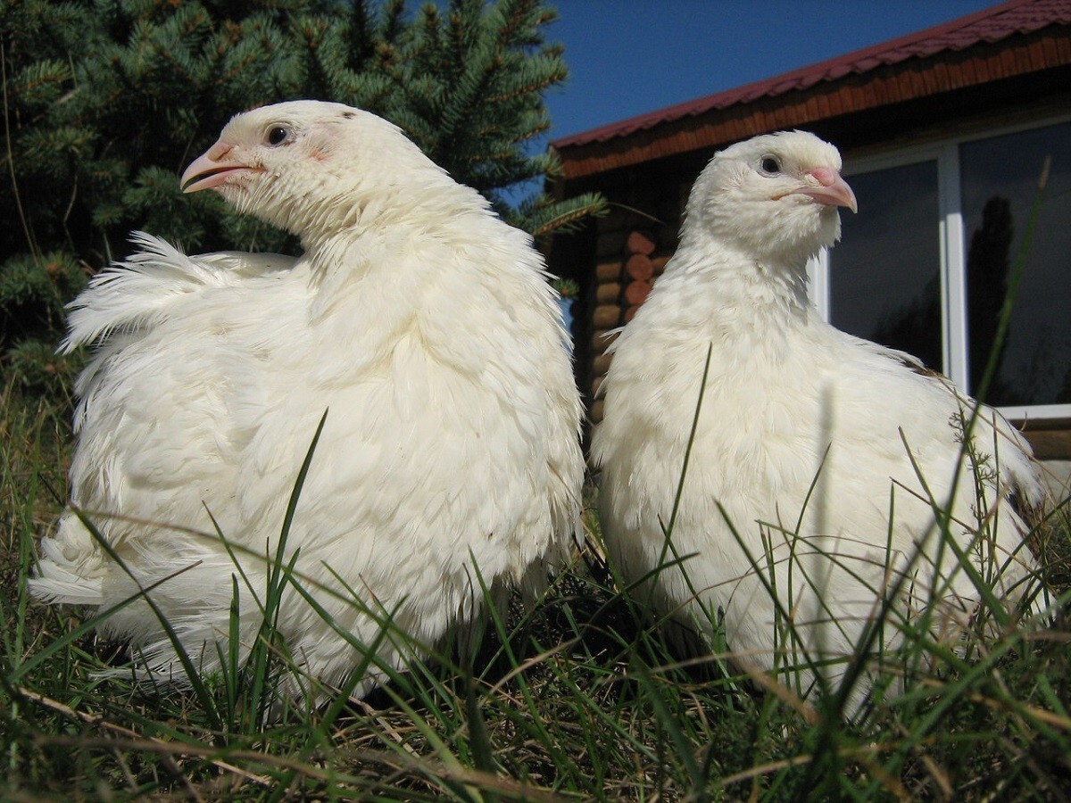 10+ Fertile Hatching Eggs Quail Coturnix Jumbo White Texas A&M Meat & Egg Birds