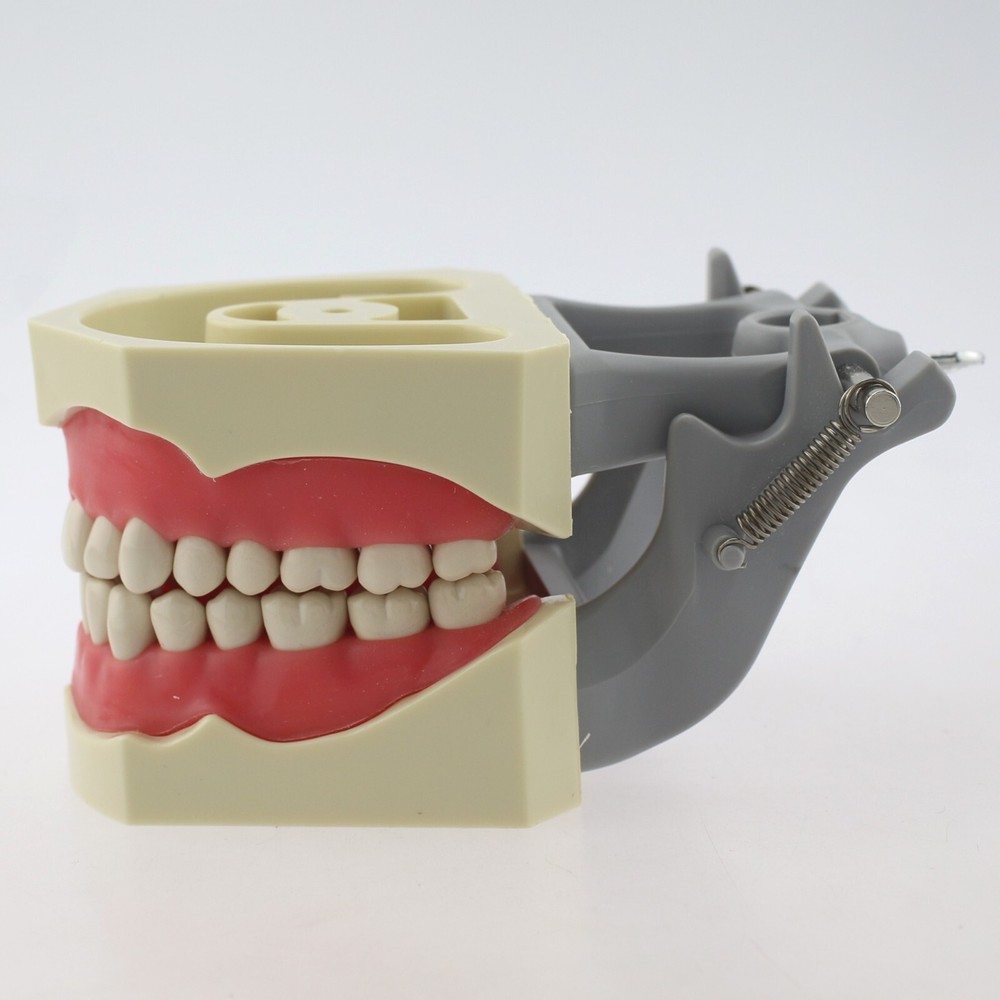 Dental Typodont Teeth Model Columbia 860 32 Removable Teeth Training Dentoform