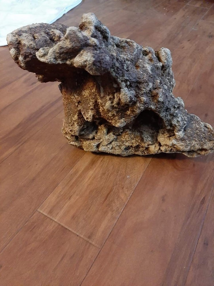 fossil snake sandstone and bone found Fort Mill SC 