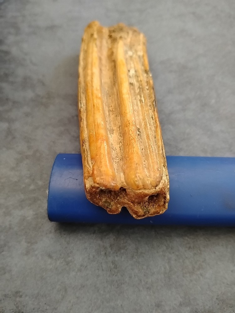 Fossilized Walrus Or Hippo Molar Tooth